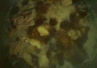 番茄排骨恋的做法 步骤7