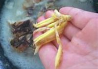 半煎煮草鱼腩的做法 步骤4
