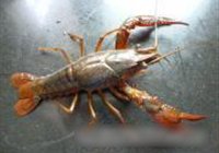 油焖小龙虾的做法 步骤1