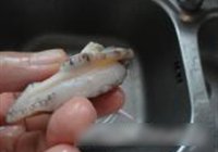 蒜香小鲍鱼的做法 步骤1