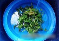 蕃茄炒水蕨菜的做法 步骤3