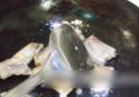 红烧排骨的做法 步骤11