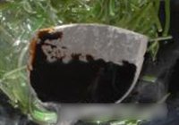 糖醋海带丝的做法 步骤6