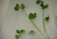 香橙双色菊花鱼的做法 步骤16
