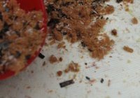 奶酪肉松戚风蛋糕的做法 步骤21
