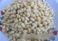 南乳豆芽的做法 步骤1