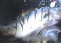 得莫利炖活鱼的做法 步骤5
