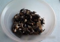 爆炒小毛蟹的做法 步骤4