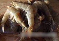 泡泡虾的做法 步骤7