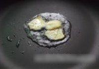 红烧鲩鱼的做法 步骤4
