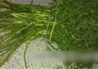 清炒芦蒿的做法 步骤1