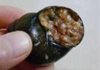 田螺塞肉的做法 步骤5