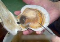 蒜蓉粉丝蒸扇贝的做法 步骤2