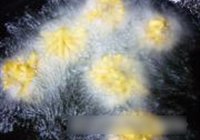 菊花鱼的做法 步骤19