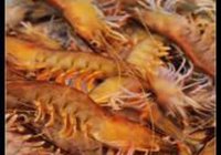白灼野生虾的做法 步骤1