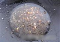 蒜蓉蒸鲍鱼的做法 步骤10