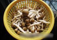鲜菇炒牛肉的做法 步骤9