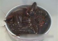 酒香小龙虾的做法 步骤1