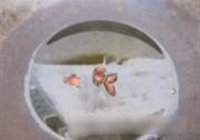 脊骨炖酸菜的做法 步骤8