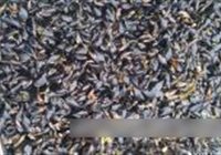 天然玉成海虹屏的做法 步骤2