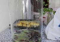 自酿红葡萄酒的做法 步骤2