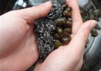 香辣爆螺狮的做法 步骤4