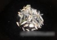 蕨菜肉丝的做法 步骤6