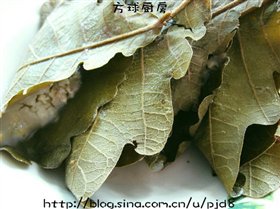 粘耗子