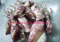 雪菜炒海兔子的做法 步骤2