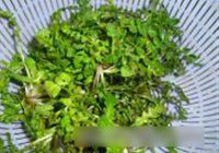 荠菜虾球的做法 步骤1