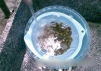 炒螺蛳的做法 步骤3