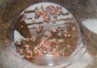 麻味牛心菜的做法 步骤4