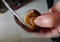 素炒鳝鱼丝的做法 步骤2