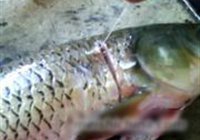 烤鱼的做法 步骤3