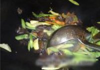 芹菜炒黑木耳的做法 步骤13