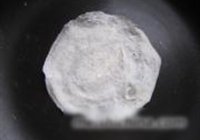 白玉石榴的做法 步骤3