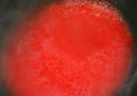 珠莲碧荷的做法 步骤9