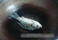 泡椒干锅鲫鱼的做法 步骤5