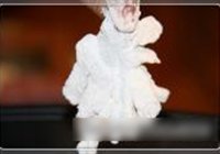 茄汁鲈鱼的做法 步骤6