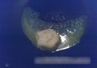 鸡肉咖喱焗饭的做法 步骤2