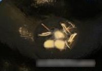 红烧海虾的做法 步骤4