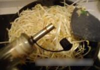 醋溜绿豆芽的做法 步骤4