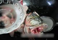 酸菜鱼的做法 步骤19