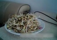 自发绿豆芽的做法 步骤4