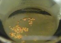 笋茸砂锅三黄鸡的做法 步骤3