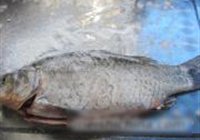 豆芽鲫鱼汤的做法 步骤9