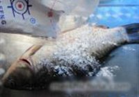 豆芽鲫鱼汤的做法 步骤8