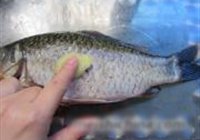 豆芽鲫鱼汤的做法 步骤7