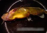 昂刺鱼豆腐煲的做法 步骤2