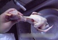 汗蒸鸡的做法 步骤1